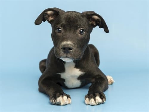 COLTON - American Pit Bull Terrier available for adoption