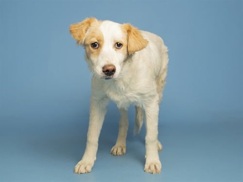 HONEY - Labrador Retriever available for adoption