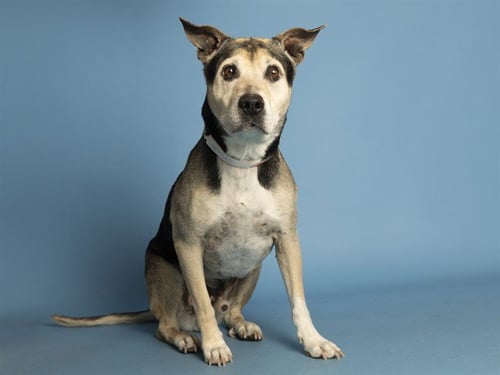 KOTA - German Shepherd Dog / Labrador Retriever available for adoption