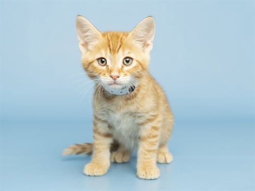 SNAP PEA - Domestic Short Hair available for adoption