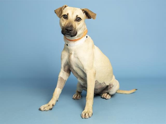 BUTTERCUP - Black Mouth Cur available for adoption