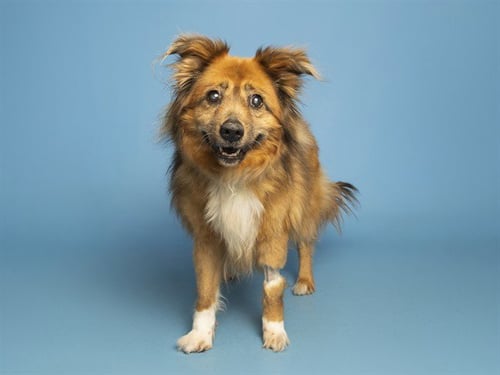 MADISON - Chow Chow available for adoption