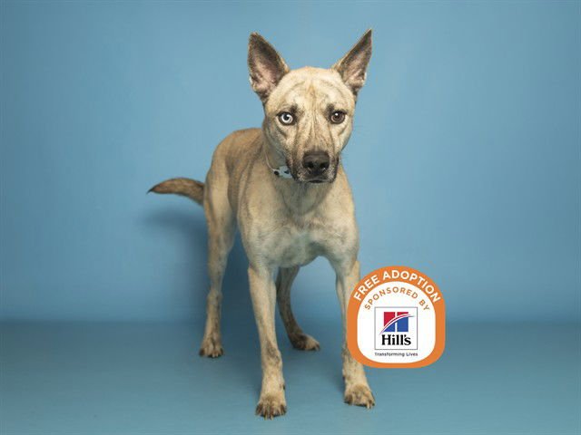 ASTRO - German Shepherd Dog available for adoption