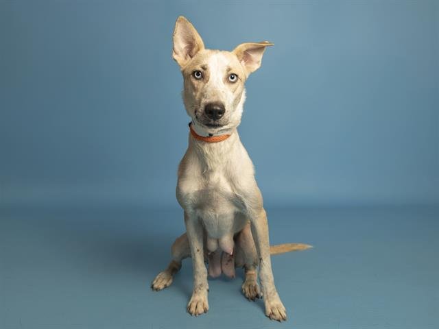 SADIE - Australian Kelpie available for adoption