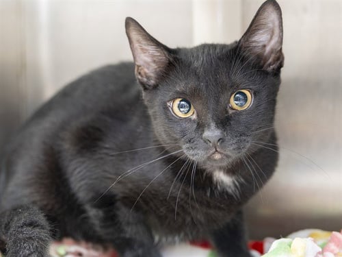 LUCY - Domestic Short Hair for adoption in Phoenix