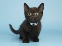 FRITZ - Photo 1