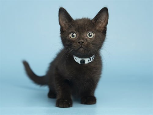 FRITZ - Domestic Short Hair available for adoption