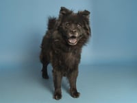 SILVERSTER - Photo 1