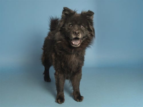 SILVERSTER - Chow Chow available for adoption