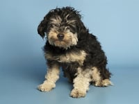 VINNIE - Photo 1