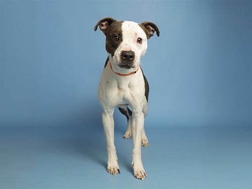 WILEY - American Pit Bull Terrier available for adoption
