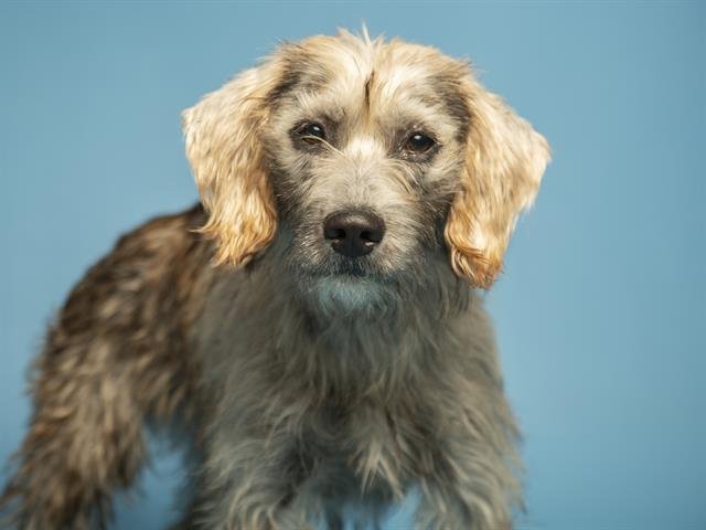 SCOTTIE - Poodle (Miniature) / Labrador Retriever available for adoption