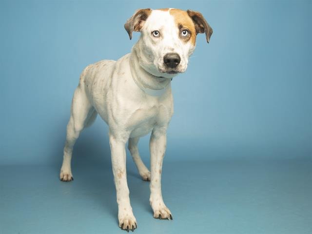 SIENNA - Australian Cattle Dog/Blue Heeler available for adoption