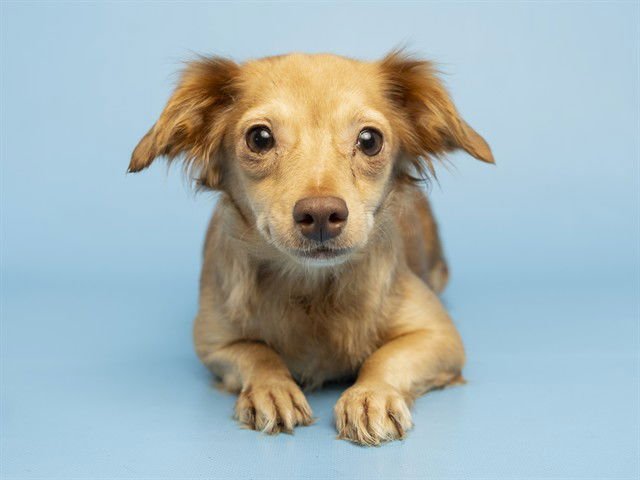 PINK ADELE - Chihuahua available for adoption