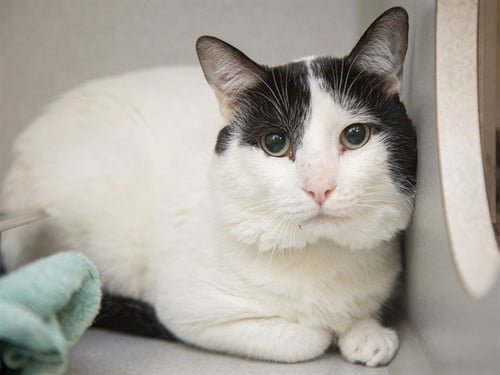 HARLEY - Domestic Short Hair available for adoption