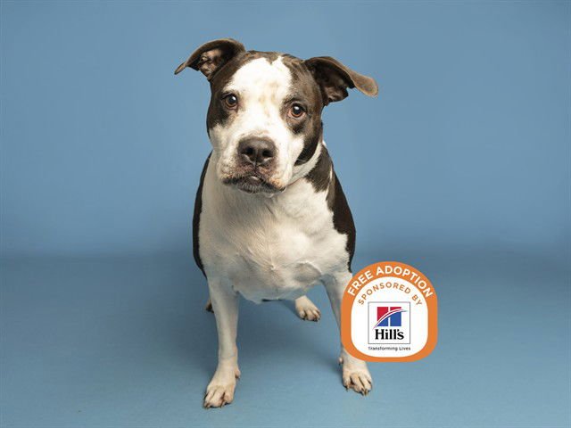 THEA - American Pit Bull Terrier available for adoption