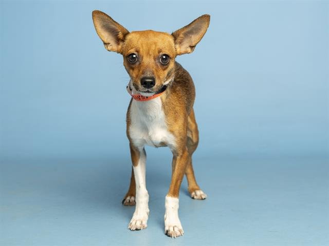 BAMBI Image