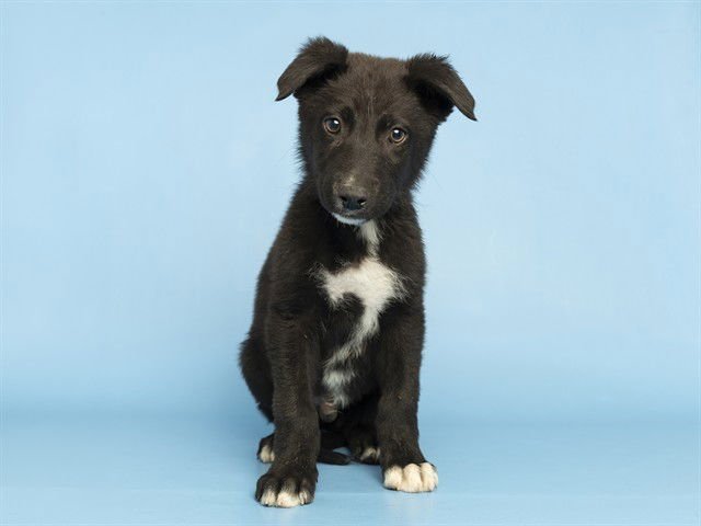 WALDORF - German Shepherd Dog available for adoption