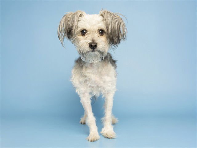 LOU LOU BELL - Yorkshire Terrier Yorkie available for adoption