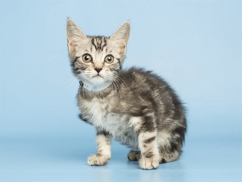 GYPSY - Domestic Short Hair available for adoption