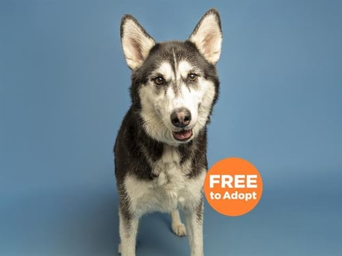 CLEO - Siberian Husky available for adoption