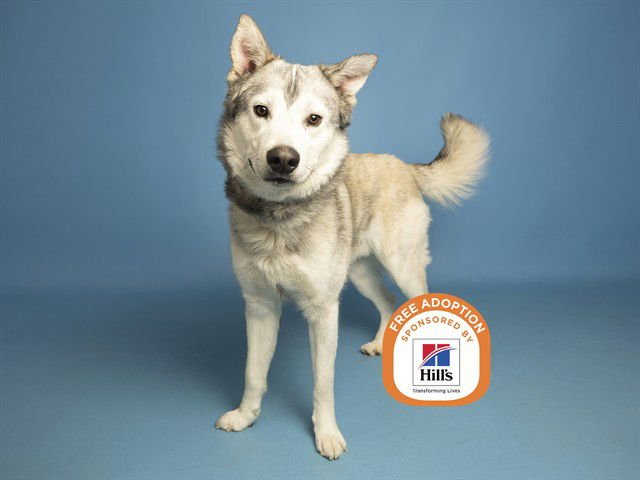 BALTO - Siberian Husky available for adoption