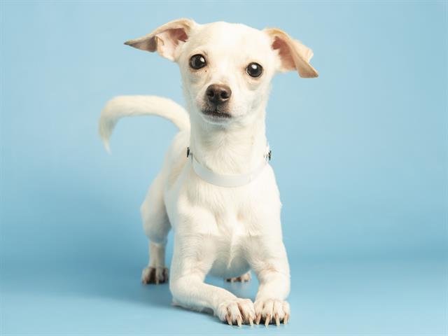 BRAD - Chihuahua available for adoption