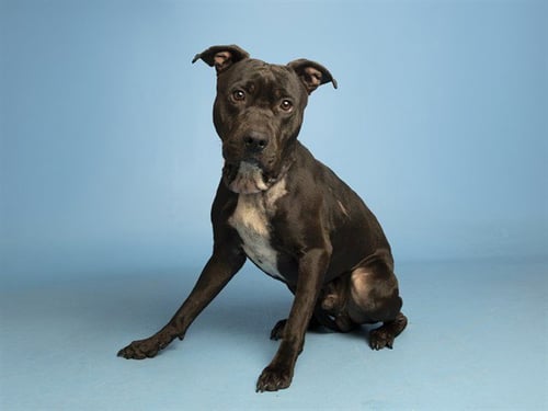 LOKI - American Pit Bull Terrier available for adoption