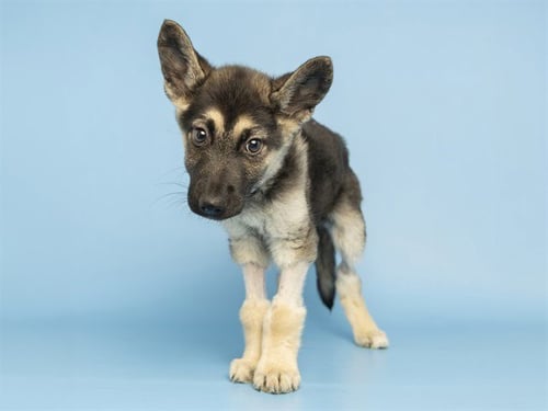 PEPPER - German Shepherd Dog available for adoption