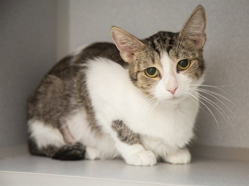 HOLLY - Domestic Short Hair available for adoption