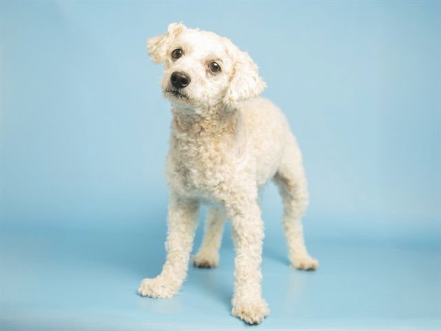 QUESO - Poodle (Miniature) available for adoption