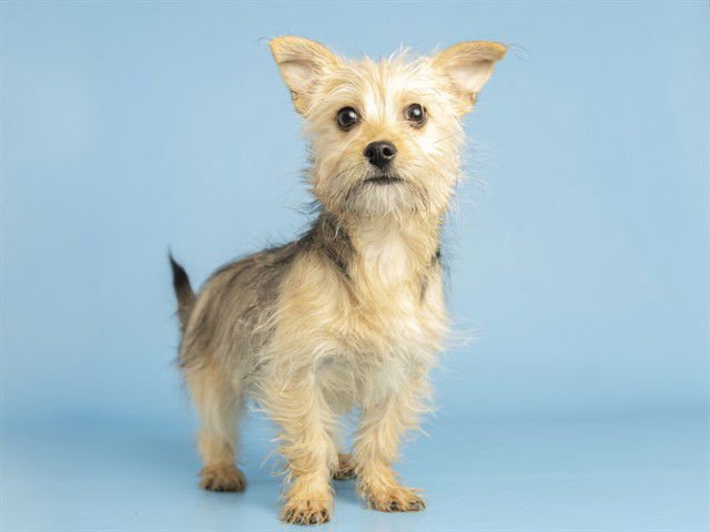 FAIRY - Yorkshire Terrier Yorkie available for adoption