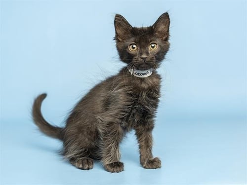 COCONUT - Domestic Long Hair available for adoption