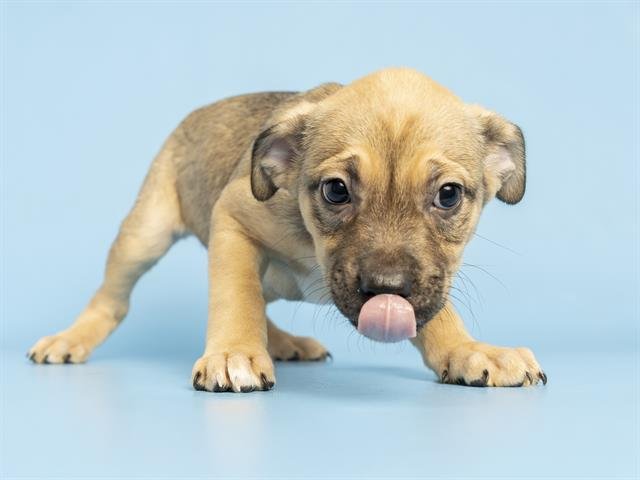 BEATRICE - German Shepherd Dog available for adoption