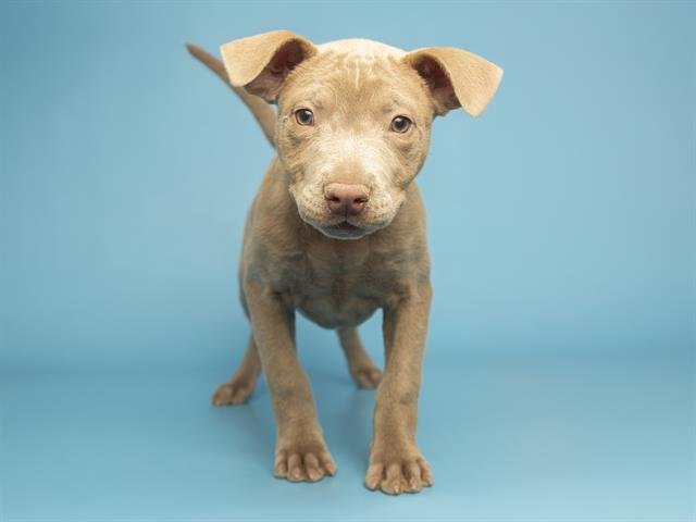 RASPBERRY - American Pit Bull Terrier available for adoption
