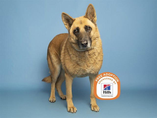 ROCKY - German Shepherd Dog available for adoption