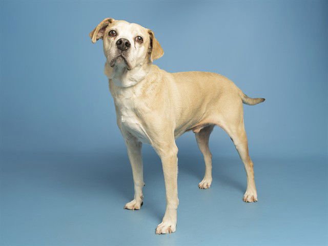 ALEX - American Pit Bull Terrier available for adoption