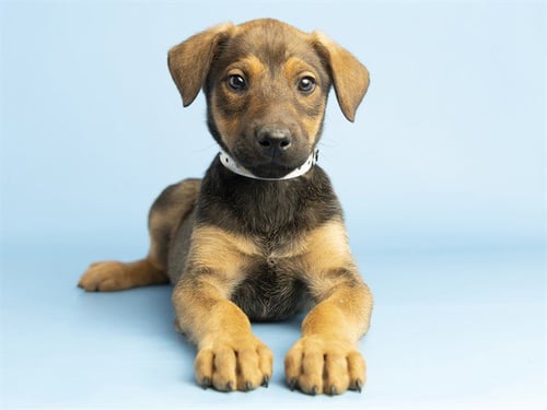 FIG - Doberman Pinscher / German Shepherd Dog available for adoption