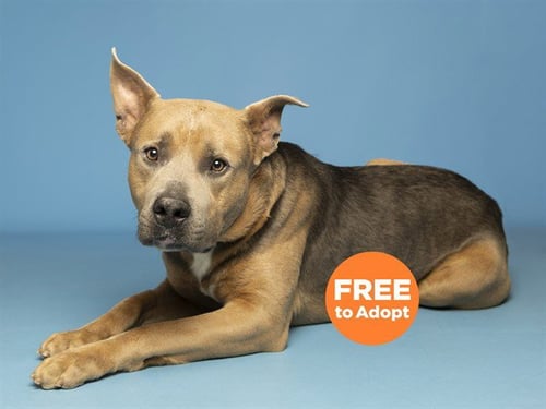 CRYPTO - American Pit Bull Terrier / German Shepherd Dog available for adoption