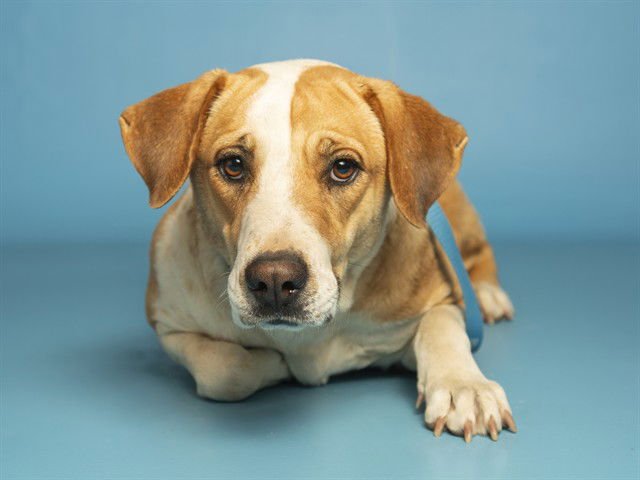 VALENTINA - American Pit Bull Terrier available for adoption