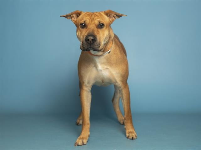 VANNAH - Chinese Shar-Pei available for adoption