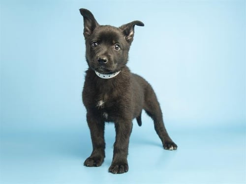 BUTTER - German Shepherd Dog available for adoption