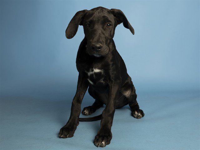 ROXY Image
