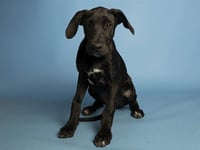 ROXY - Photo 1