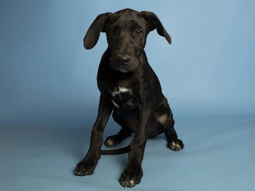 ROXY - Great Dane available for adoption