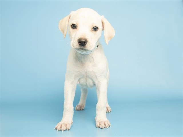 BUZZ - Labrador Retriever available for adoption