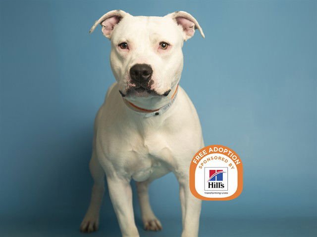 SPINNER - American Pit Bull Terrier available for adoption