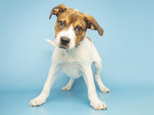 TERRY - American Pit Bull Terrier available for adoption