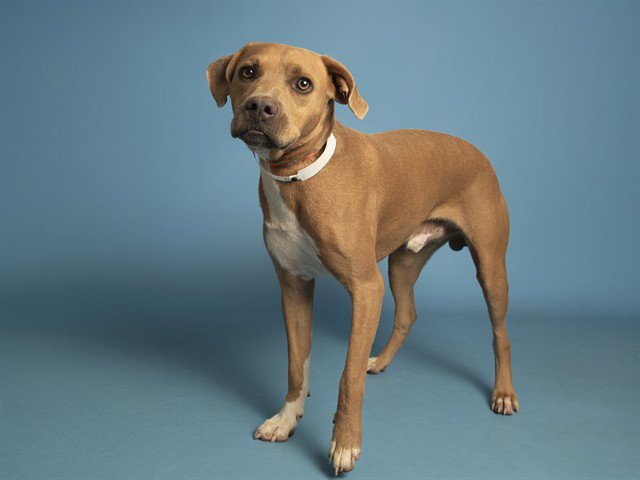BRUNO Image