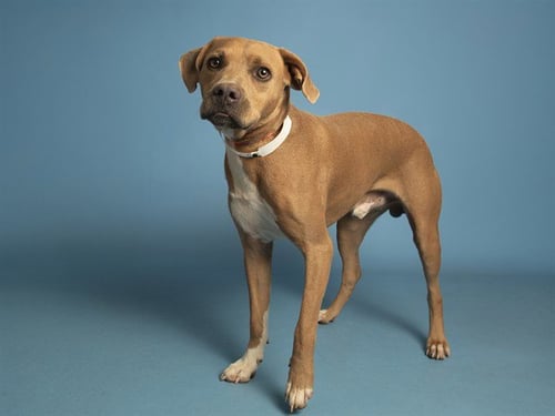 BRUNO - American Pit Bull Terrier available for adoption